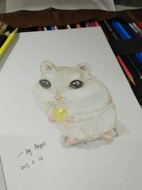 彩铅画一只萌萌哒的仓鼠