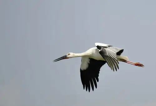 东方白鹳(记录沈阳北郊)