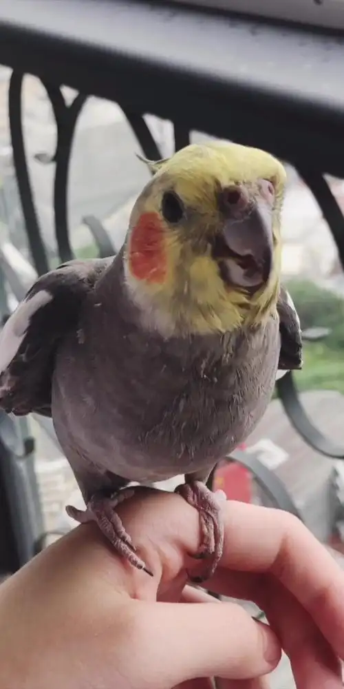 腮红鸡·嘤嘤嘤066706小话痨铁柱