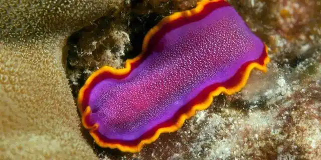 史莱姆这种生物有可能存在吗?