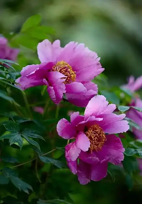 牡丹花图片大全大图高清图片欣赏(洛阳牡丹花儿开了) - 赤虎壹号