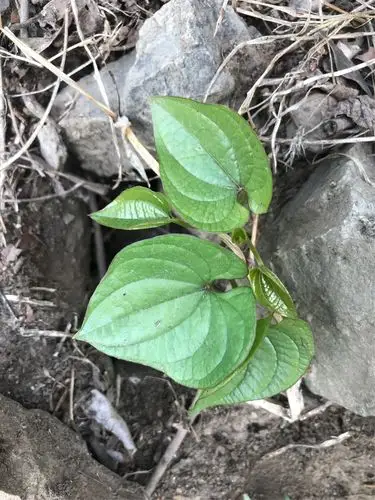 山药:薯蓣科,为缠绕草质藤本.
