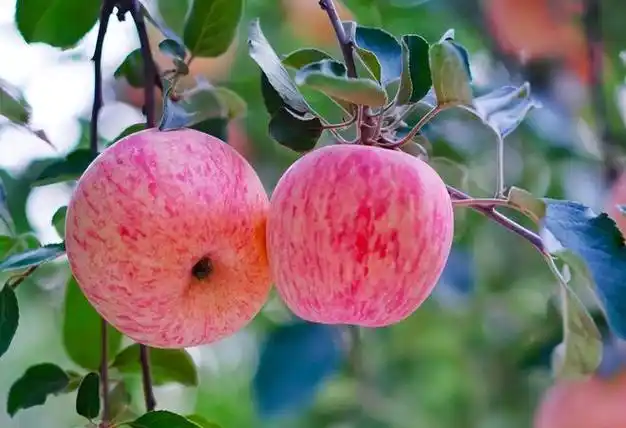 苹果本不叫"苹果",古人取了个很唯美的名字,被日本人沿用至今|水果