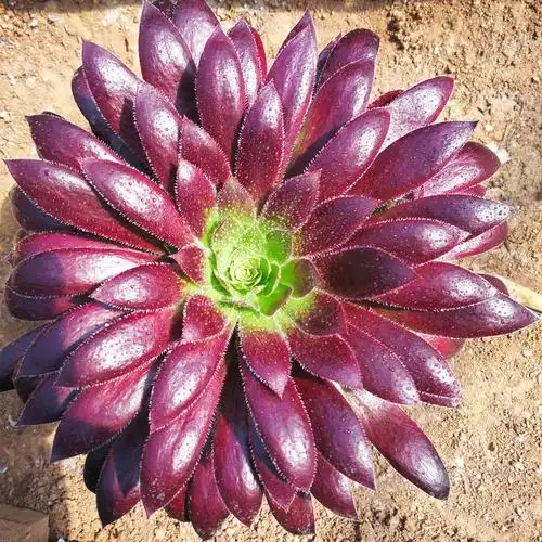 法师多肉植物美杜莎红腹轮美亚铜壶红颜凤凰多头多肉植物