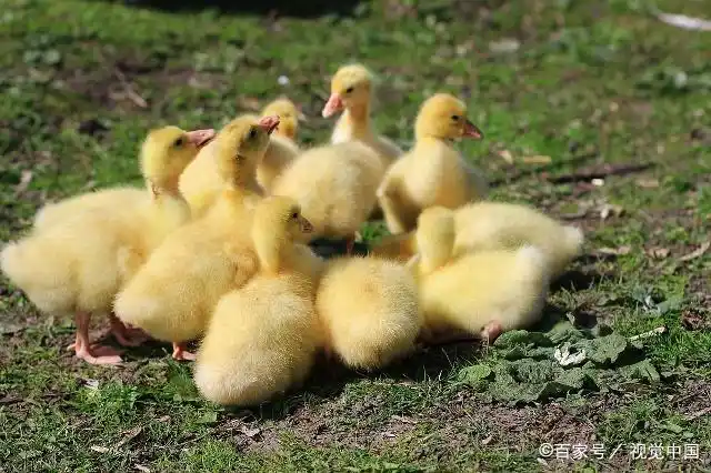 (1)小鹅外形鉴别主要是三看,一看头颈和体躯,凡是头大,昂起,颈粗而长