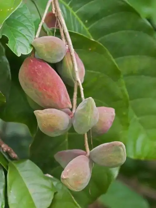 凤眼果的营养价值