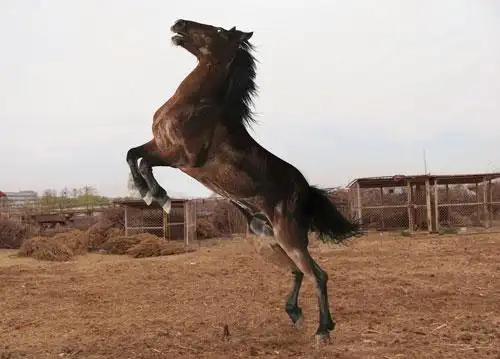 左右两侧精小而聚神前照灯,给人一种mustang正在烈马长嘶,就要策马