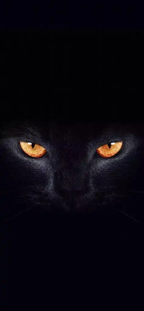 抖音猫眼壁纸设置教程 抖音猫眼壁纸分享