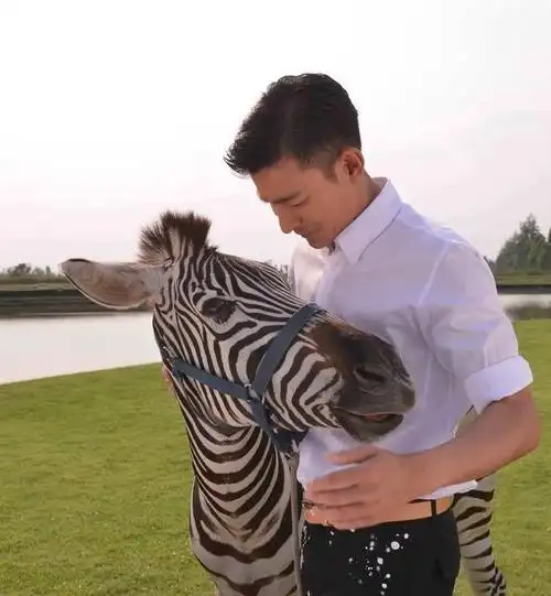 刘德华斑马照风靡网络 育婴天际屋带私人泳池