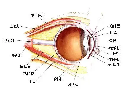 眼睑在哪里图片