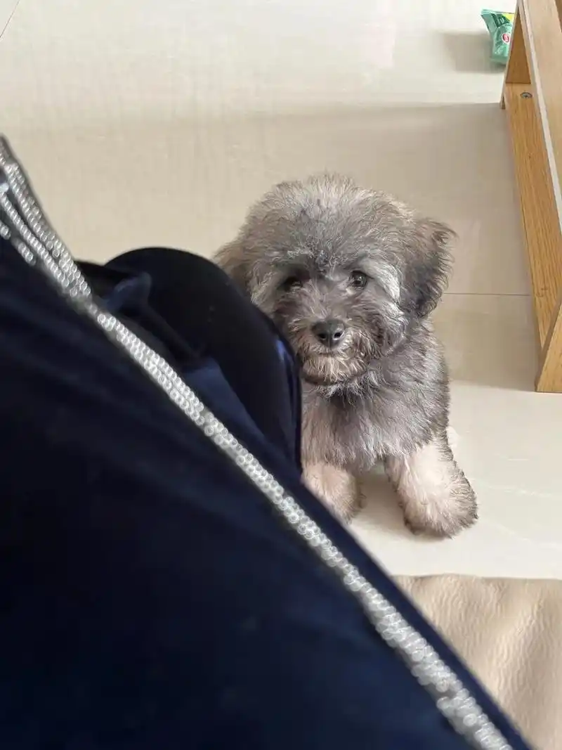 灰色泰迪幼犬 #呆萌呆萌 三个多月已经返灰这么多啦98已经 - 抖音