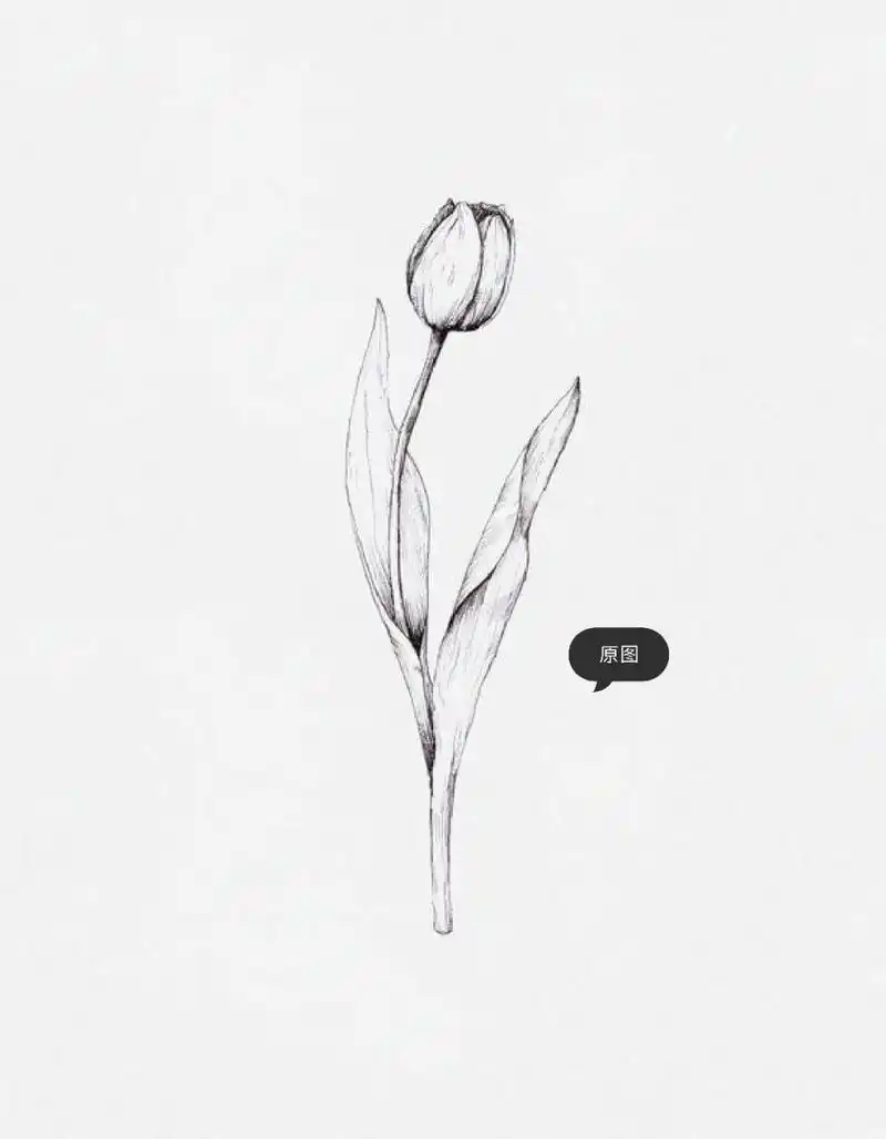 素描植物:含苞待放的花骨朵 952021.11.