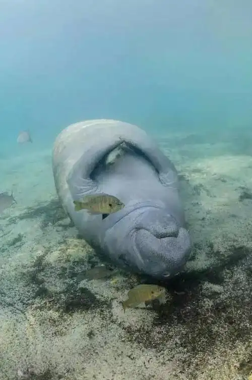 白士祥为您呈现"我爱大自然"之329 : 海牛