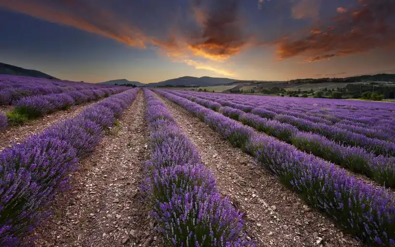 绝美薰衣草花海高清电脑桌面壁纸高清大图预览1920x1080_风景壁纸下载