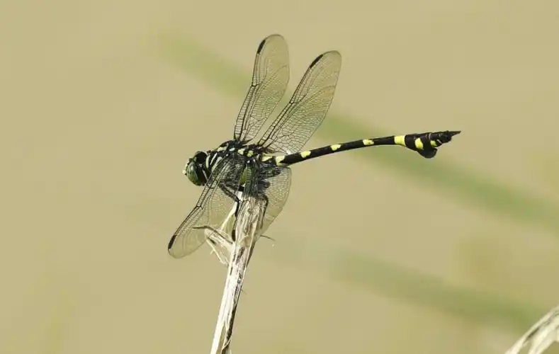 大团扇春蜓是深圳体格最大的蜻蜓,在空中飞翔时,闪烁着金属的光泽.