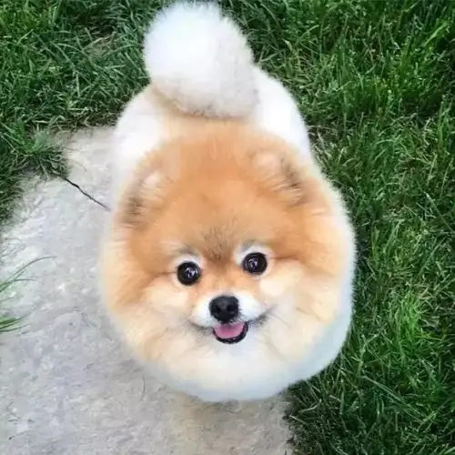 世界上最火的博美,拥有100万粉丝,剪个毛成名