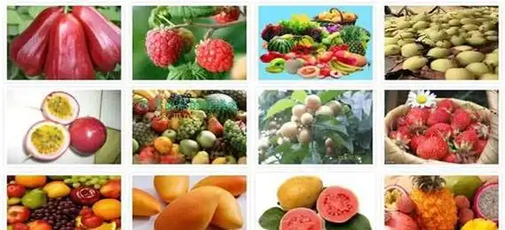 全部水果名称大全,水果大全名字100种水果图片图1