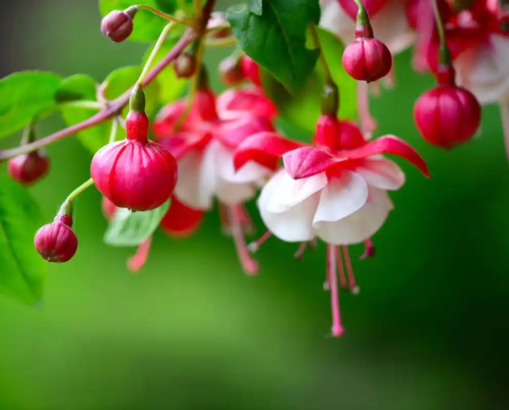 吊钟海棠花语寓意着"趣味"和"热情" . #鲜花分享