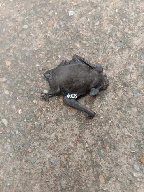 蝙蝠宝宝_宠物_宠物_狗