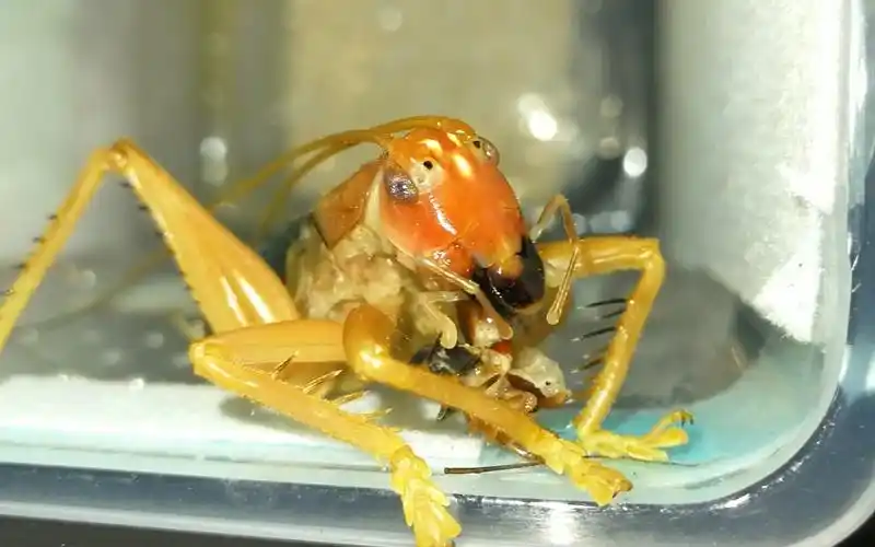 螽斯捕食日常透翅蟋螽中华螽斯显沟蟋螽