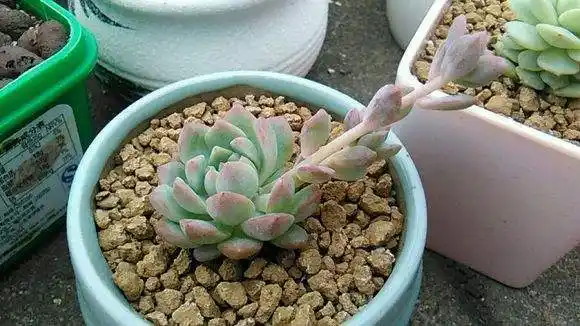 你可能冤枉了木质化