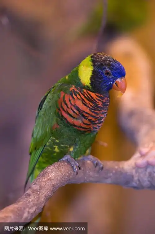 澳大利亚彩虹吸蜜鹦鹉