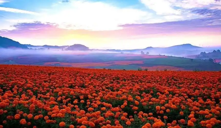 《花开时节》付大钊 摄《画中游》郭敏 摄《彩色大地》郭绍龙 摄构成