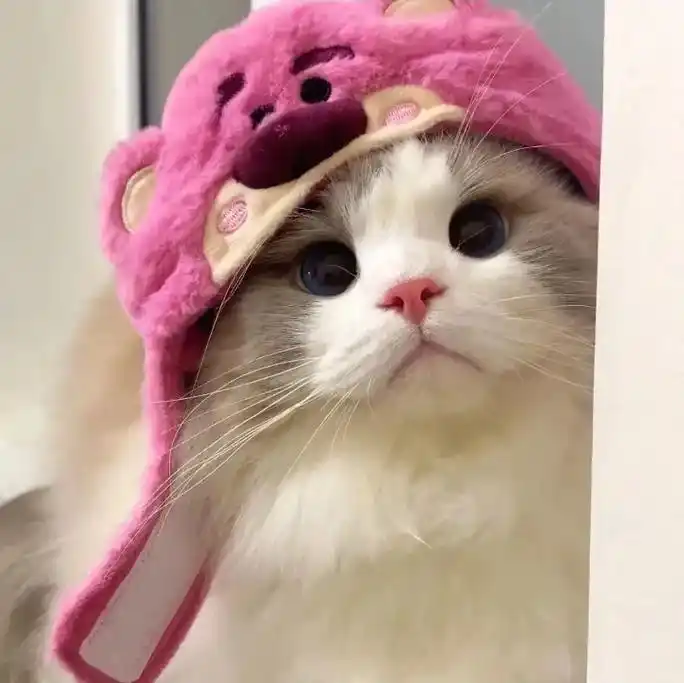 萌萌哒的小猫咪头像 - 抖音