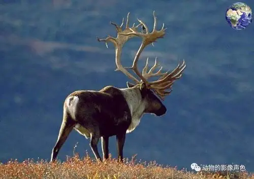 血泊中求生的北美驯鹿,曾经每年被猎杀二十万只