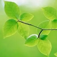唯美绿色叶子头像