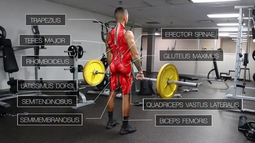 一套高效全面的背部训练,练出圣诞树背