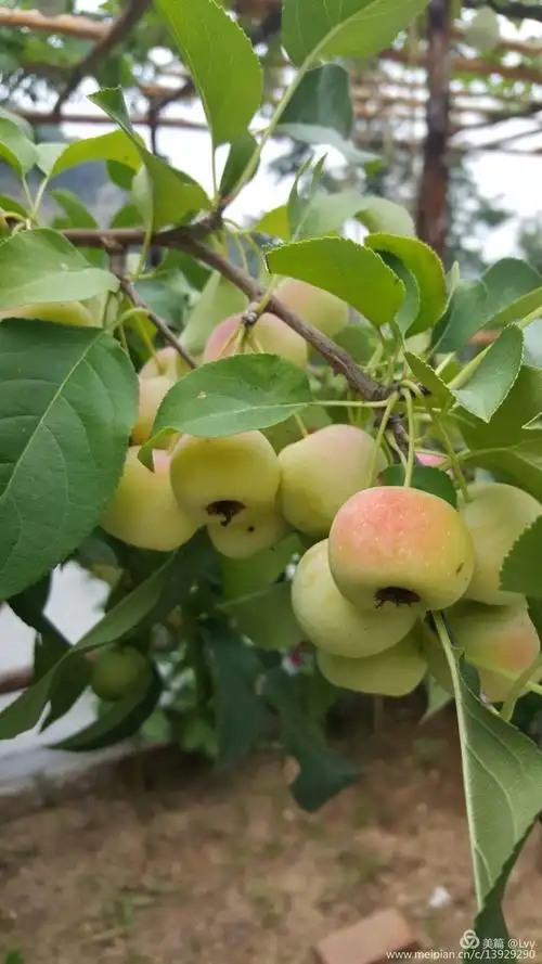 生活 心之所向 素履所往——西厢小记(一) ★镇宅之宝-海棠果