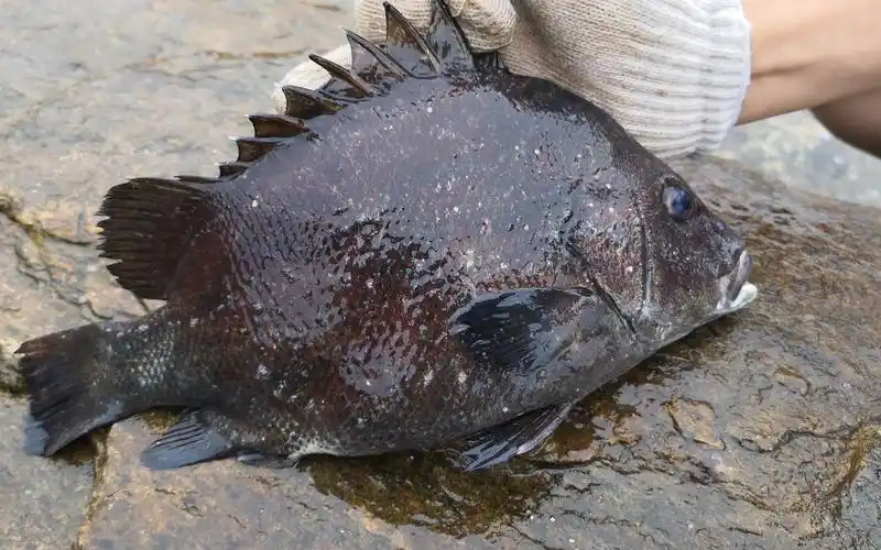 还没等水舀干海田翻开石头抓到乌黑的包公鱼,发财了