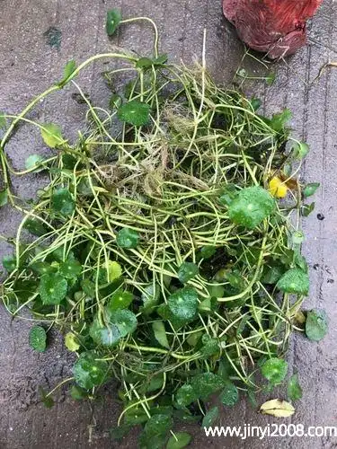 香菇草的功效与作用及食用方法