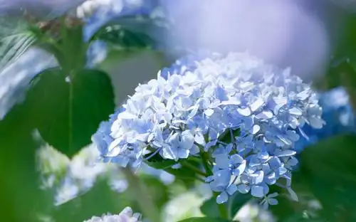 花团锦簇的绣球花