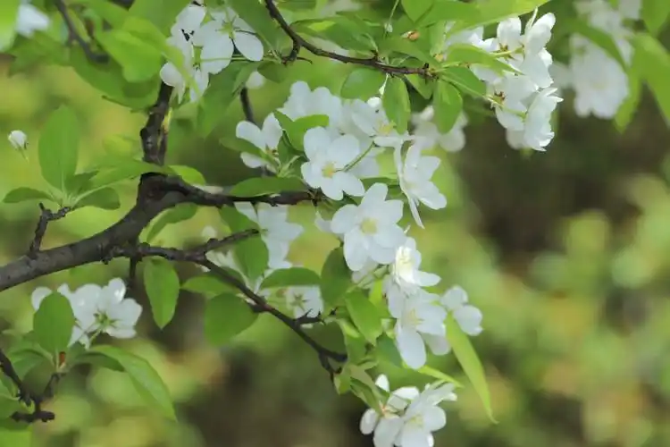 鹤峰梨花开满枝头绿叶挂满树梢