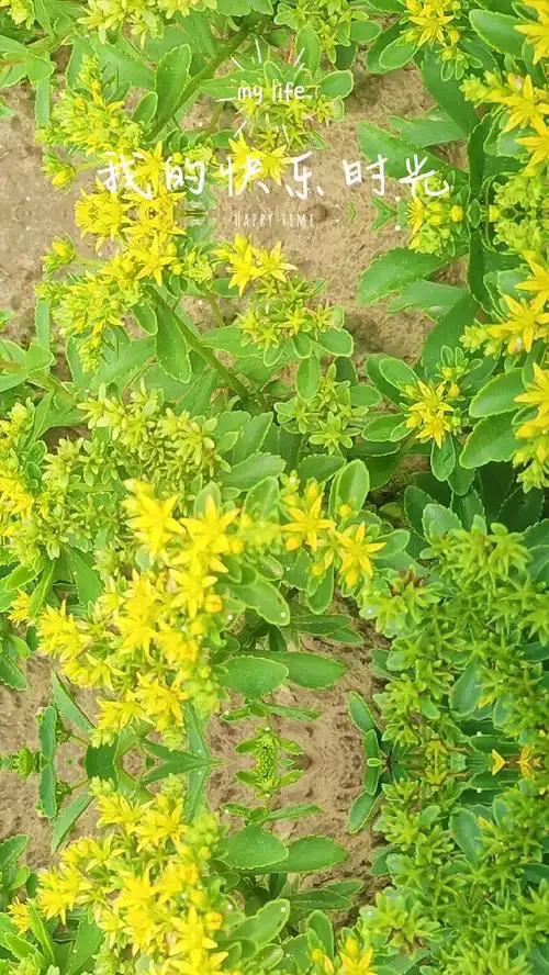 蚊子草,蚊虫叮咬涂抹止痒.