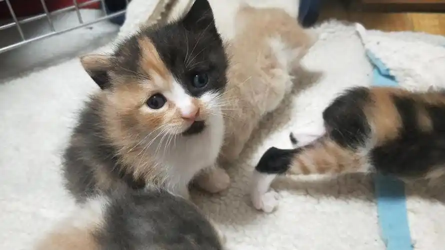 【领养】英短vs橘猫混血宝宝