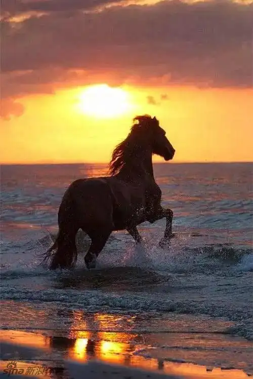 千姿百态骏马美得令人心醉_高清图集_新浪网