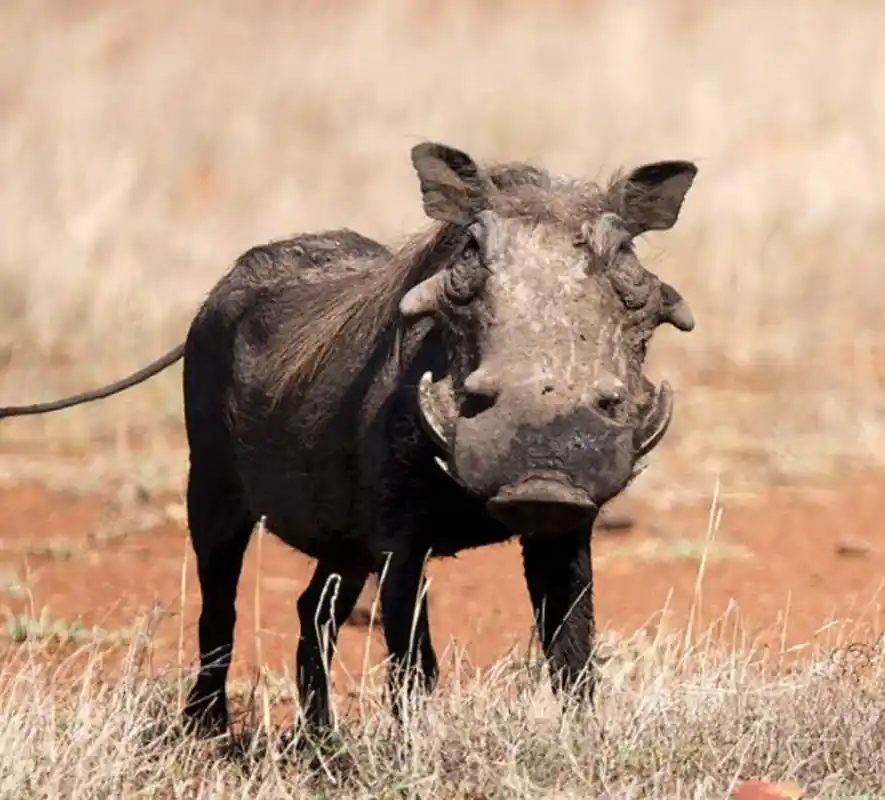 世界上最丑的动物特别吓人 疣猪 动画片狮子王里面的疣猪看上去非常