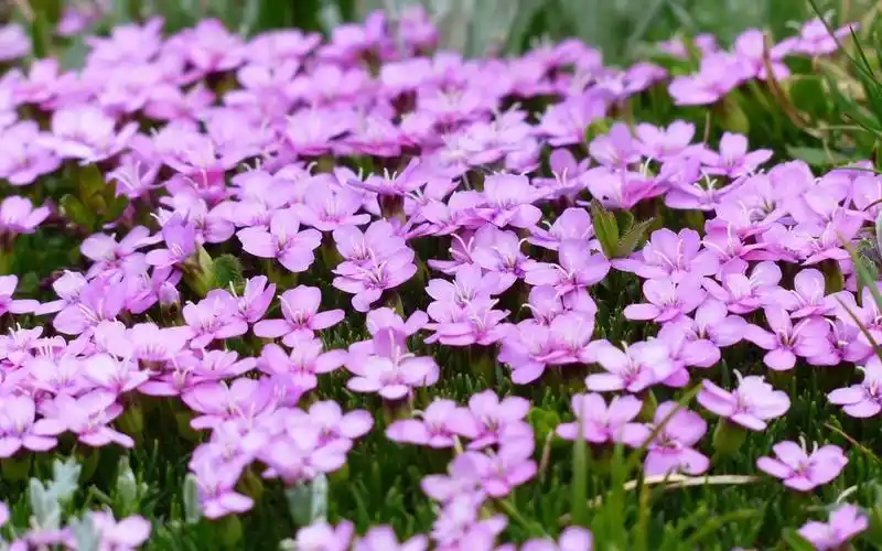 唯美紫色系植物花卉高清图片壁纸2