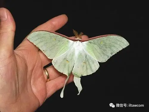 物种图册大水青蛾