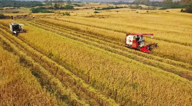 稻谷金黄喜丰收 大地变身调色板