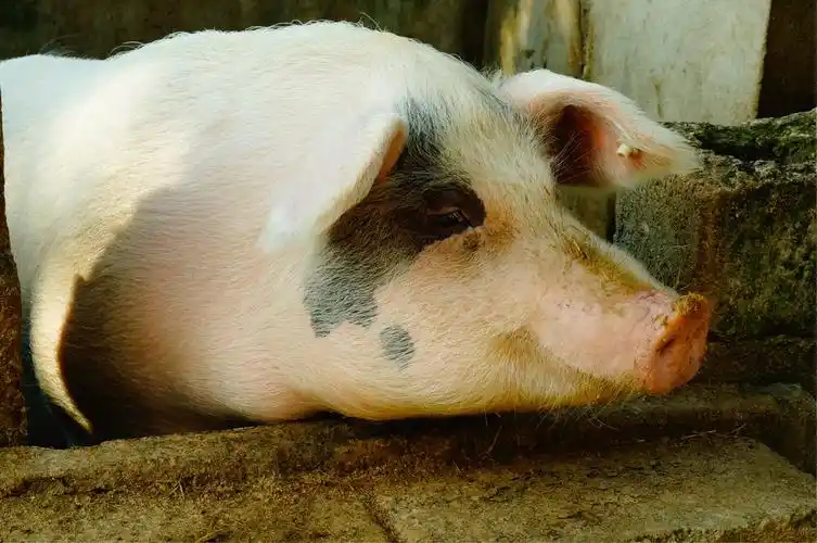 村民养的笑脸猪