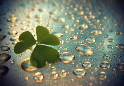 四叶草微信背景