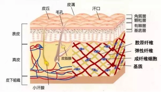 真皮层缺少营养