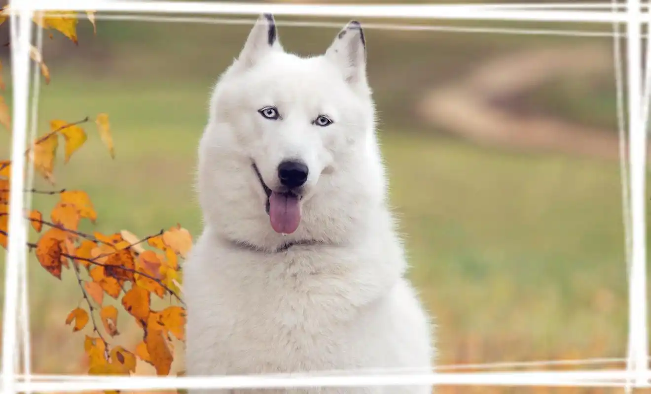 哈士奇电脑桌面壁纸