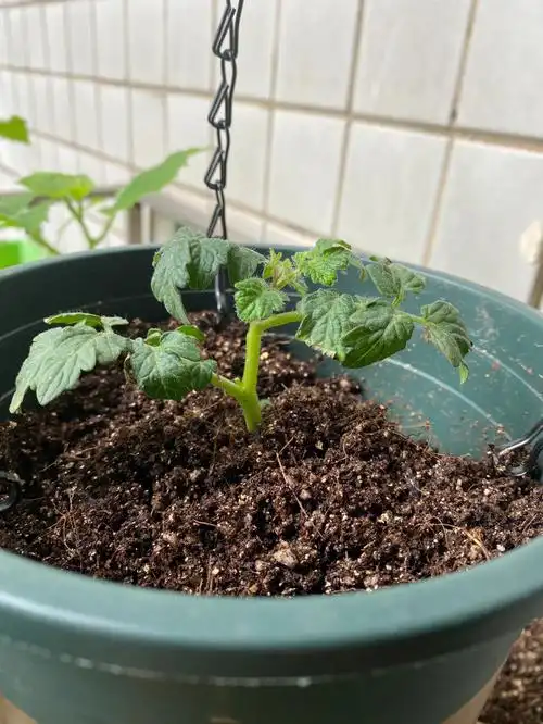 小番茄苗怎么了?就是长不大啊