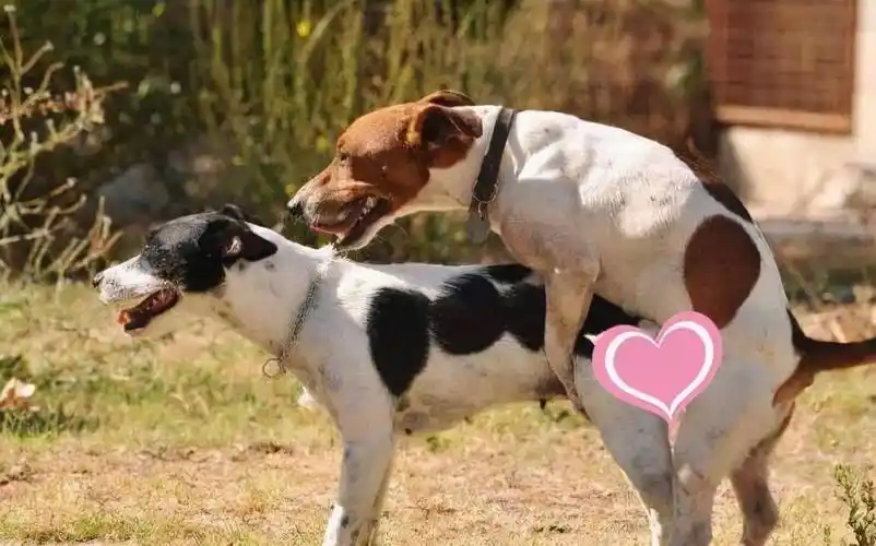 狗界的帅哥美女,狗狗选择配偶的标准?毫无原则?_公狗_pei_比武