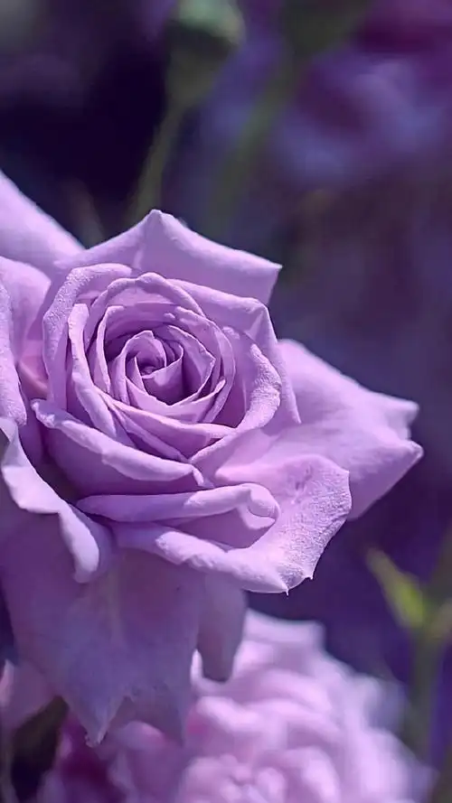 唯美植物花卉特写图片手机壁纸